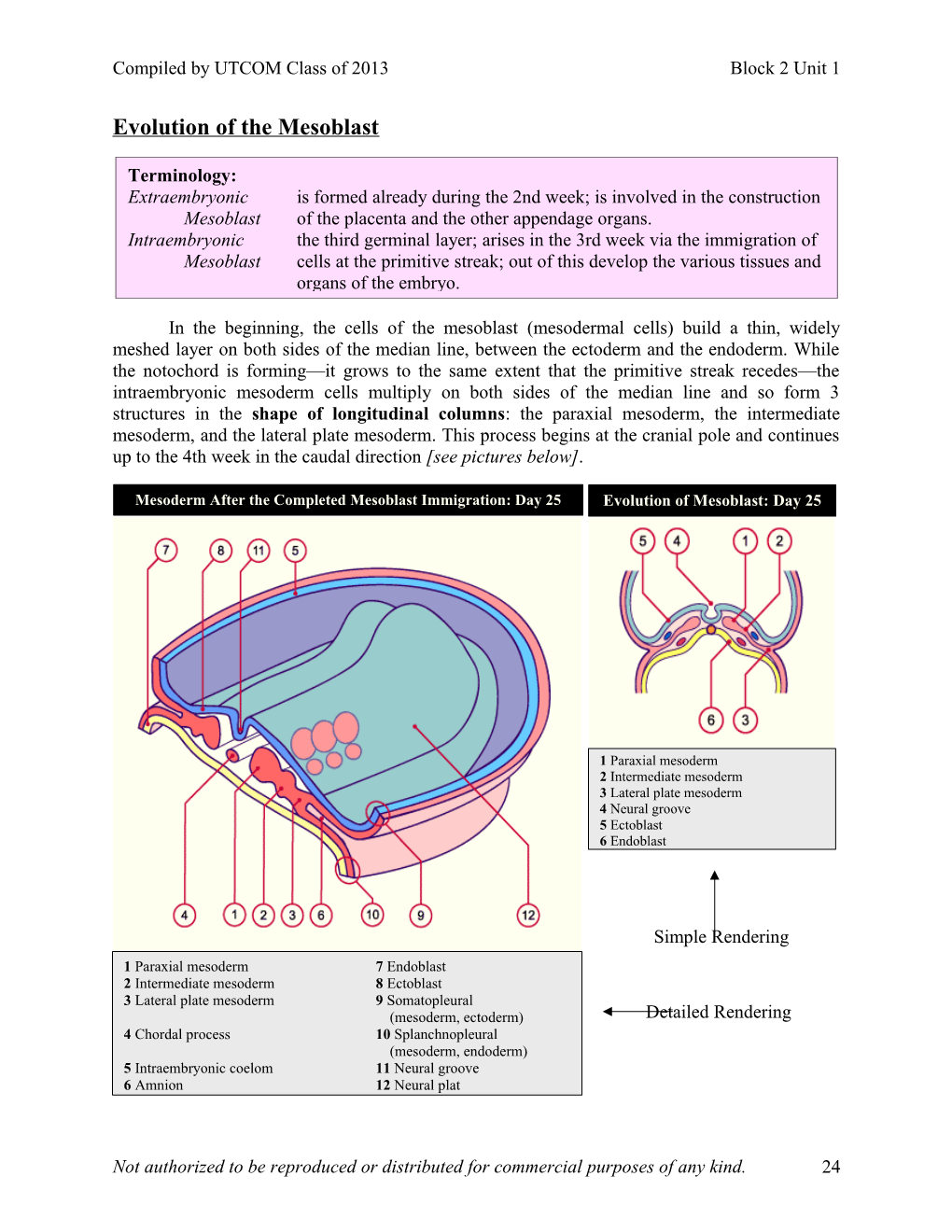 Evolution of the Mesoblast: Preview