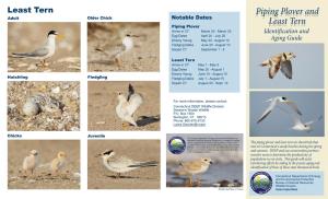 Piping Plover and Least Tern