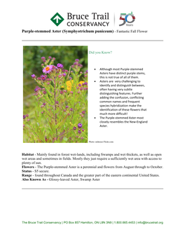 Purple-Stemmed Aster (Symphyotrichum Puniceum) - Fantastic Fall Flower