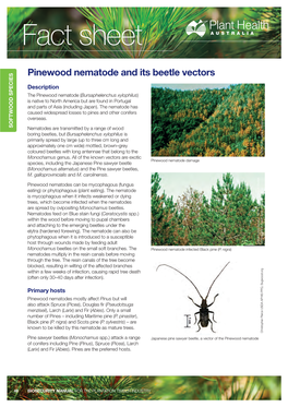 Pinewood Nematode and Its Beetle Vectors