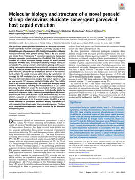 Molecular Biology and Structure of a Novel Penaeid Shrimp Densovirus Elucidate Convergent Parvoviral Host Capsid Evolution