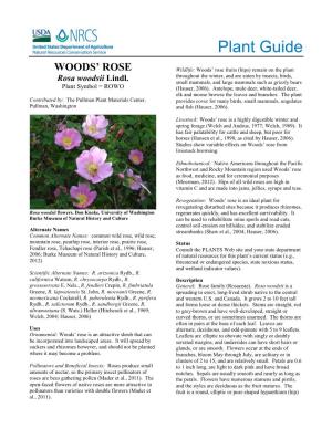 Woods' Rose Plant Guide