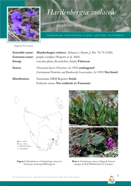 Hardenbergia Violaceaviolacea (Purple Coralpea)