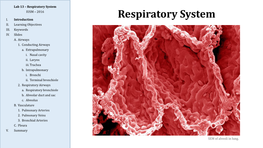 Respiratory System IUSM – 2016