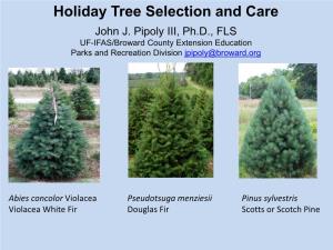 Holiday Tree Selection and Care John J
