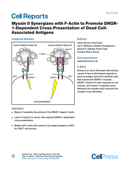 Myosin II Synergizes with F-Actin to Promote DNGR-1-Dependent Cross-Presentation of Dead Cell-Associated Antigens