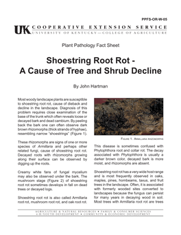 Shoestring Root Rot - a Cause of Tree and Shrub Decline