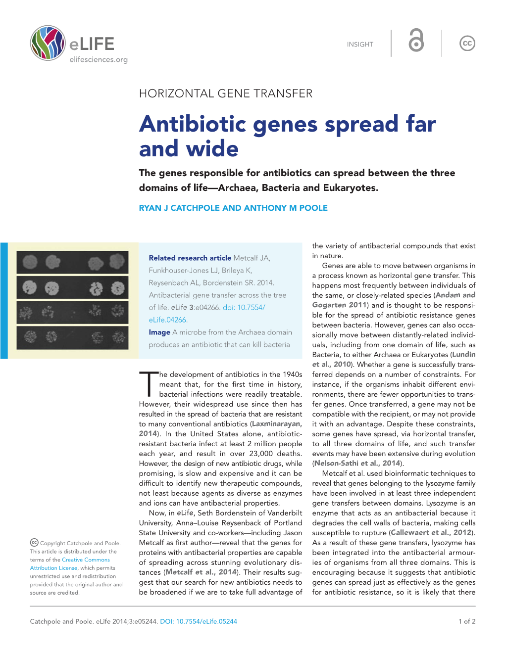 Antibiotic Genes Spread Far and Wide the Genes Responsible for Antibiotics Can Spread Between the Three Domains of Life—Archaea, Bacteria and Eukaryotes