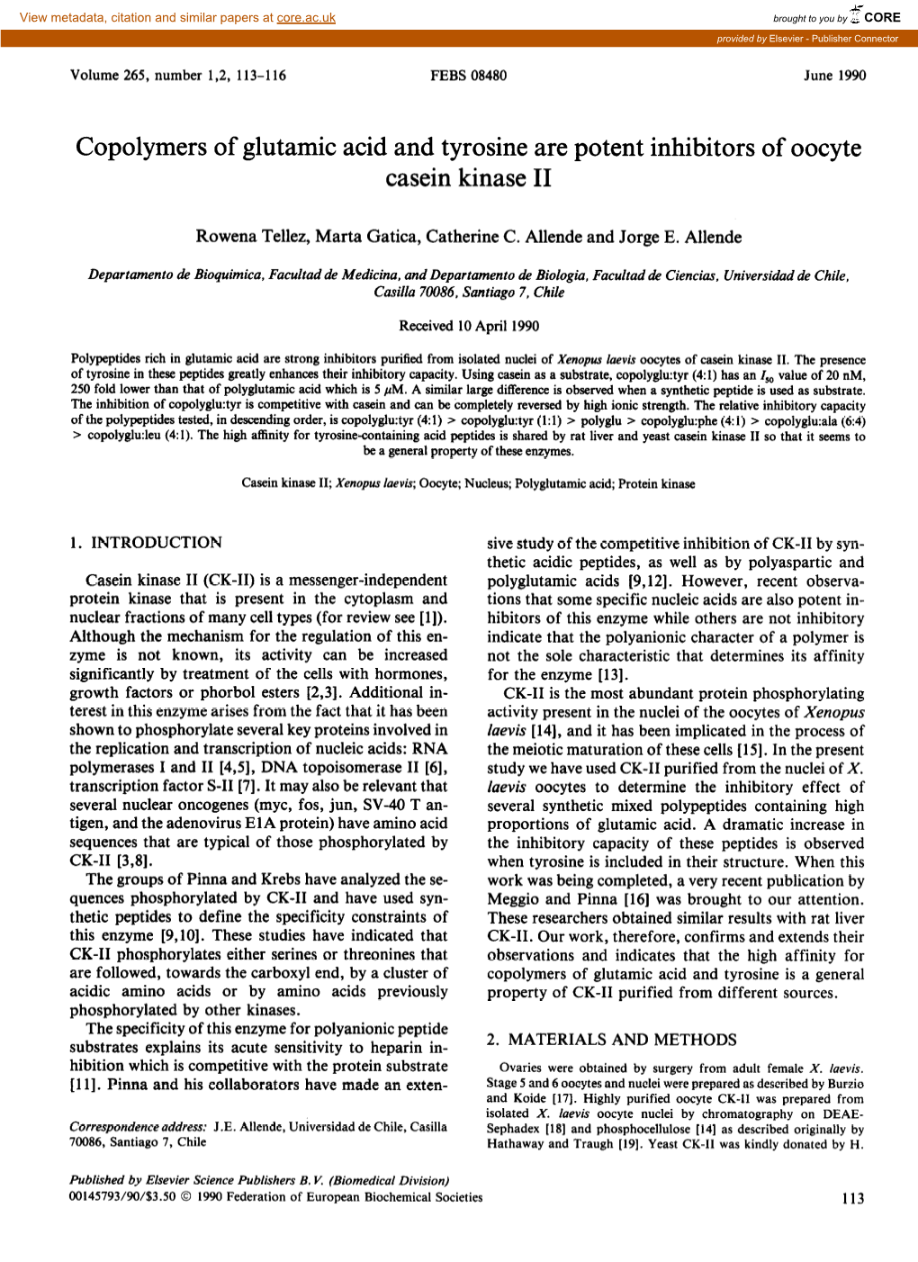 Copolymers of Glutamic Acid and Tyrosine Are Potent Inhibitors of Oocyte Casein Kinase II