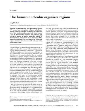 The Human Nucleolus Organizer Regions