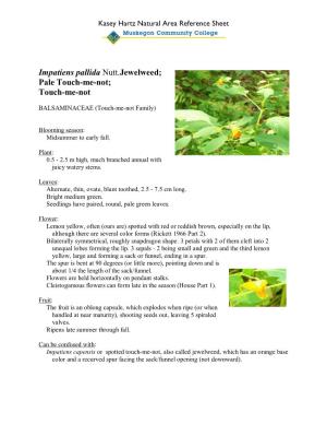 Impatiens Pallida Nutt.Jewelweed; Pale Touch-Me-Not; Touch-Me-Not