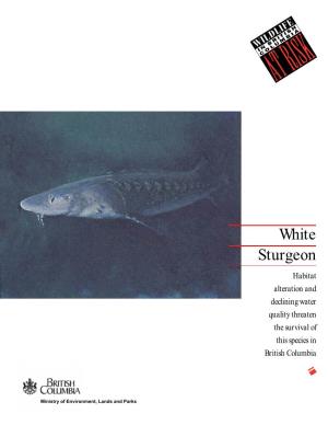 White Sturgeon