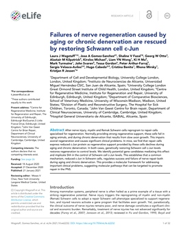 Failures of Nerve Regeneration Caused by Aging Or