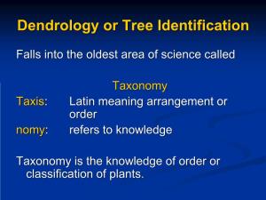 Dendrology Or Tree Identification