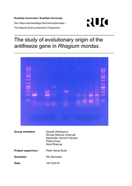 The Study of Evolutionary Origin of the Antifreeze Gene in ​Rhagium