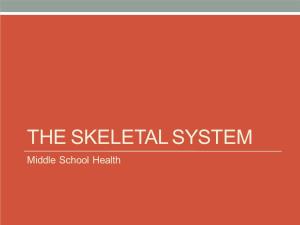THE SKELETAL SYSTEM Middle School Health the Main Functions