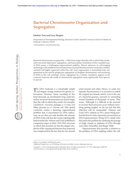 Bacterial Chromosome Organization and Segregation