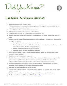 Dandelion Taraxacum Officinale