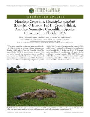 Morelet's Crocodile, Crocodylus Moreletii