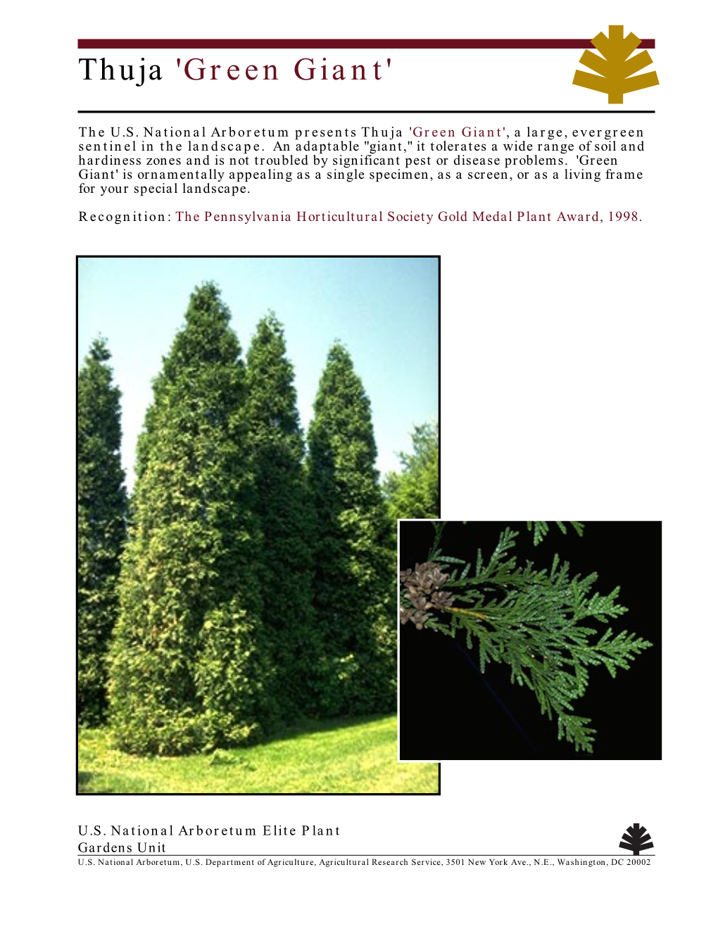 Thuja 'Green Giant'