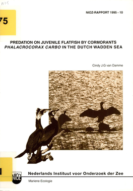 PREDATION on JUVENILE FLATFISH by CORMORANTS PHALACROCORAX CARBO in the DUTCH WADDEN SEA Nederlands Instituut Voor Onderzoek