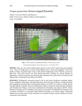 Forpus Passerinus (Green-Rumped Parrotlet) Family: Psittacidae (Parrots and Macaws) Order: Psittaciformes (Parrots, Macaws and Cockatoos) Class: Aves (Birds)