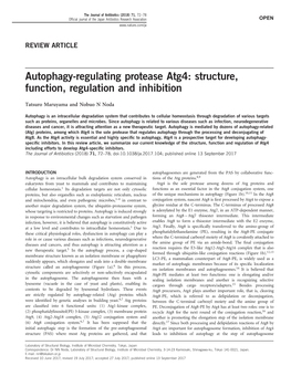 Autophagy-Regulating Protease Atg4: Structure, Function, Regulation and Inhibition
