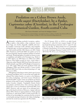 Predation on a Cuban Brown Anole, Anolis Sagrei (Dactyloidae)