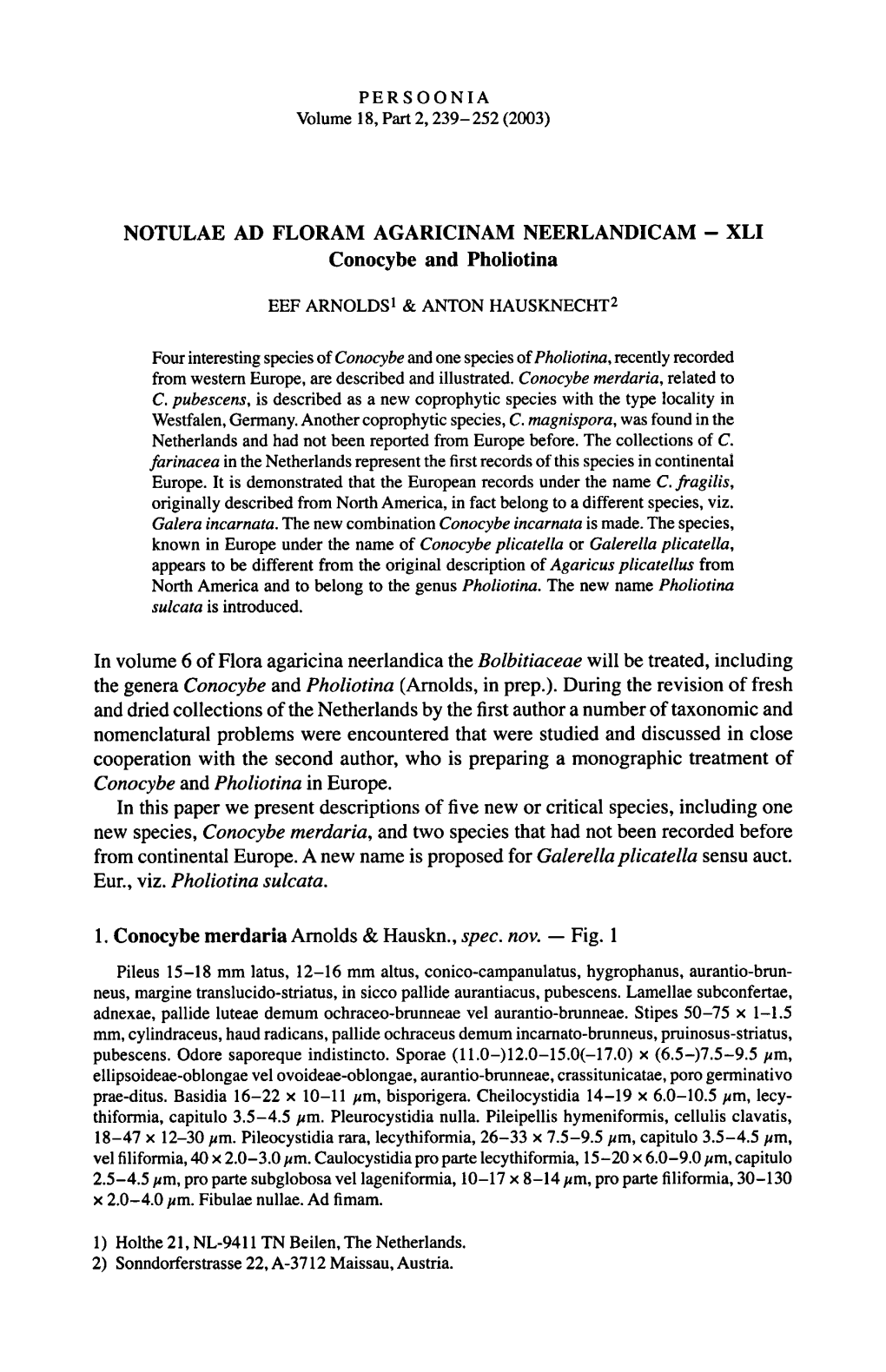 Conocybe — Fig. 1