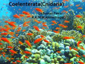 Coelenterata(Cnidaria)