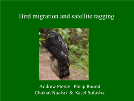 Tracking Migration of Asian Sparrowhawks Using Satellite Tags