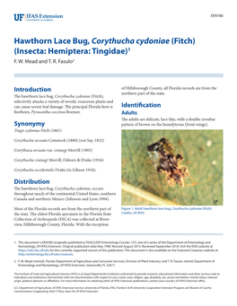 Hawthorn Lace Bug, Corythucha Cydoniae (Fitch) (Insecta: Hemiptera: Tingidae)1 F