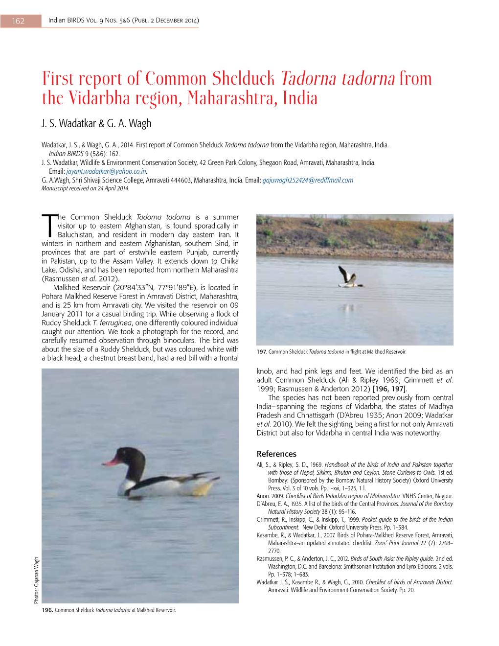 First Report of Common Shelduck Tadorna Tadorna from the Vidarbha Region, Maharashtra, India J