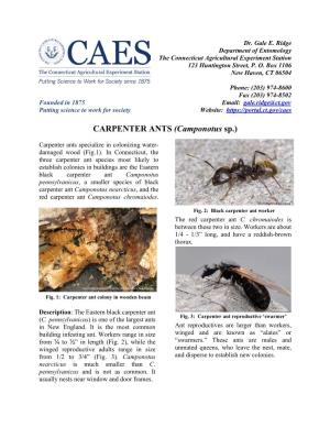 CARPENTER ANTS (Camponotus Sp.)