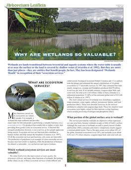 Why Are Wetlands So Valuable?