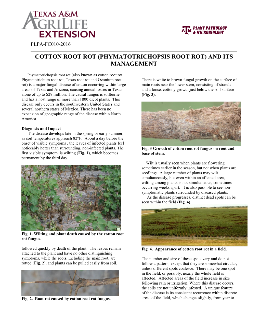 Cotton Root Rot (Phymatotrichopsis Root Rot) and Its Management