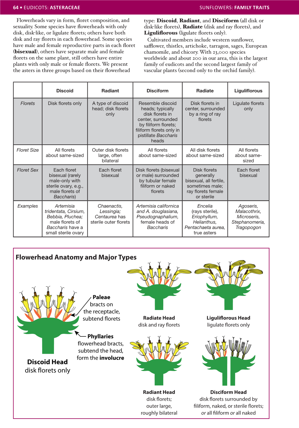 Flowerhead Anatomy and Major Types