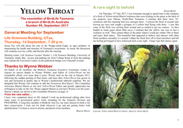 Yellow Throat