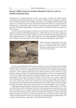 Kenya's Fifth Record of Arabian Bustard Ardeotis Arabs in Sibiloi National Park