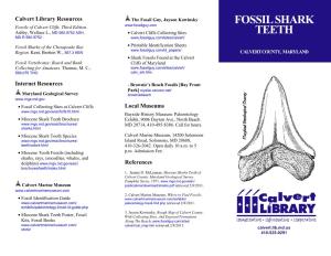 Fossil Shark Teeth? East of St