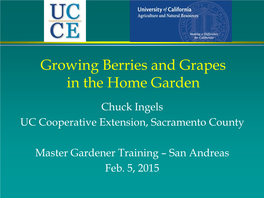 Growing Berries and Grapes in the Home Garden