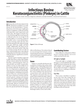 Infectious Bovine Keratoconjunctivitis (Pinkeye) in Cattle Michelle Arnold, Veterinary Diagnostic Laboratory, and Jeff Lehmkuhler, Animal and Food Sciences