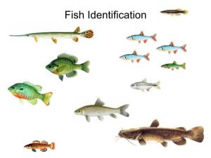 TPWD Fish Identification