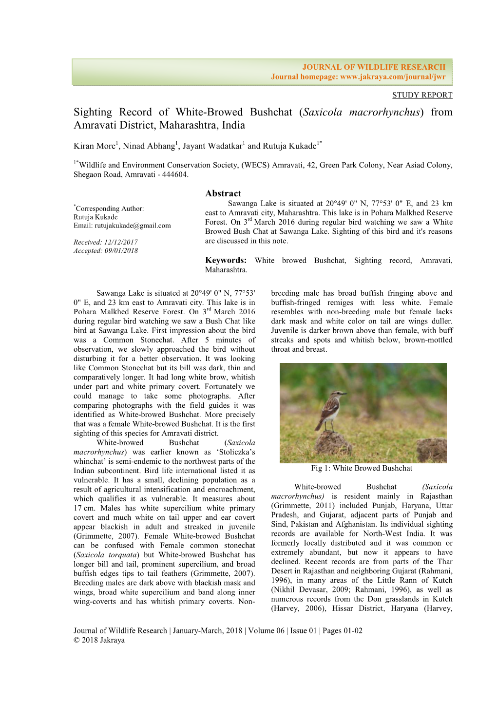 Sighting Record of White-Browed Bushchat (Saxicola Macrorhynchus) from Amravati District, Maharashtra, India