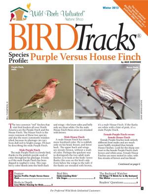 Purple Versus House Finch Bird Feeders