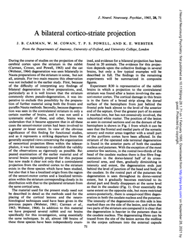 A Bilateral Cortico-Striate Projection