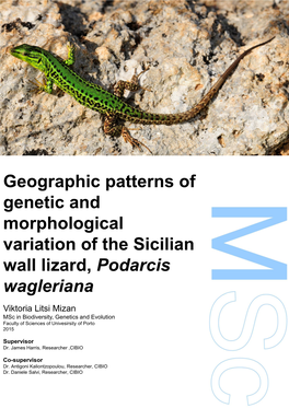 Geographic Patterns of Genetic and Morphological Variation of the Sicilian Wall Lizard, Podarcis Wagleriana