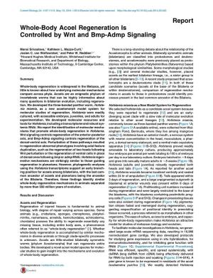 Report Whole-Body Acoel Regeneration Is Controlled by Wnt and Bmp-Admp Signaling
