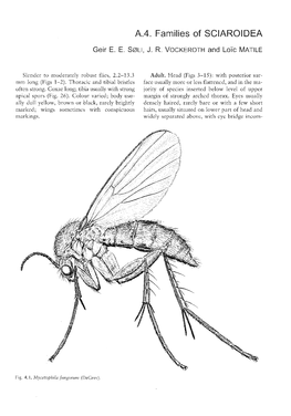 A.4. Families of Sclaroldea