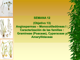 Caracterización De Las Familias : Gramineae (Poaceae), Cyperaceae Y Amaryllidaceae